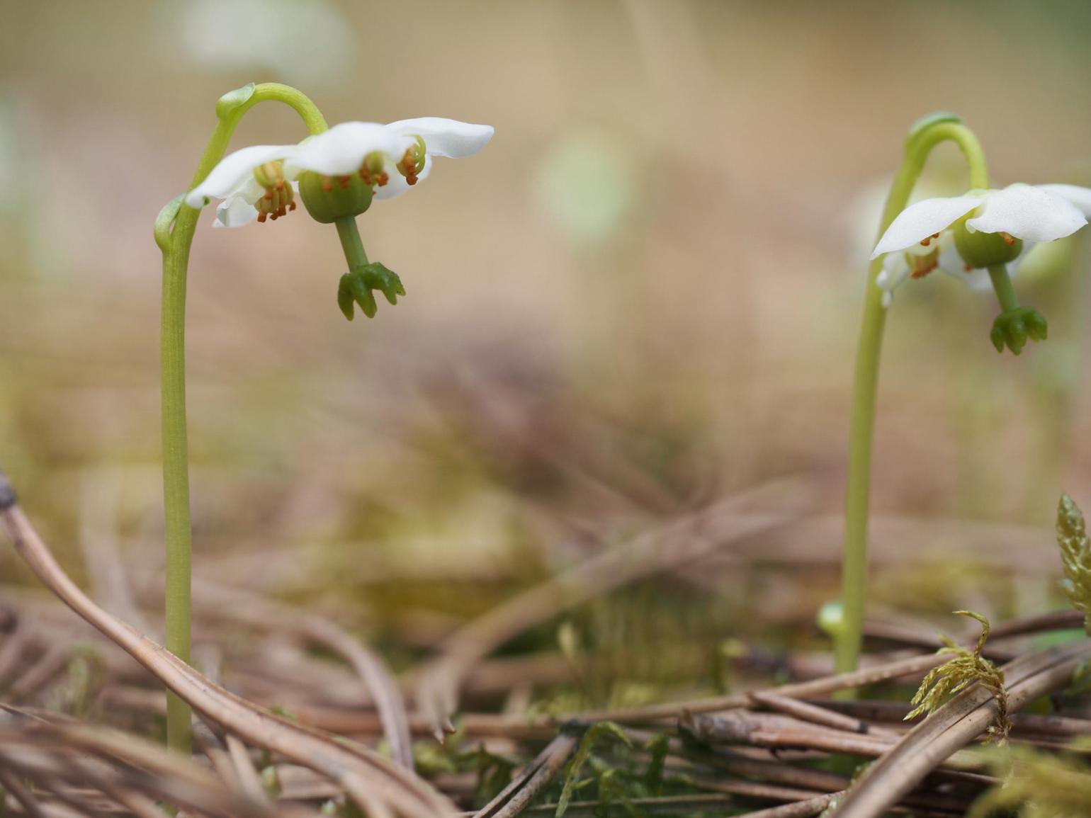 Wintergreen, one-flowered